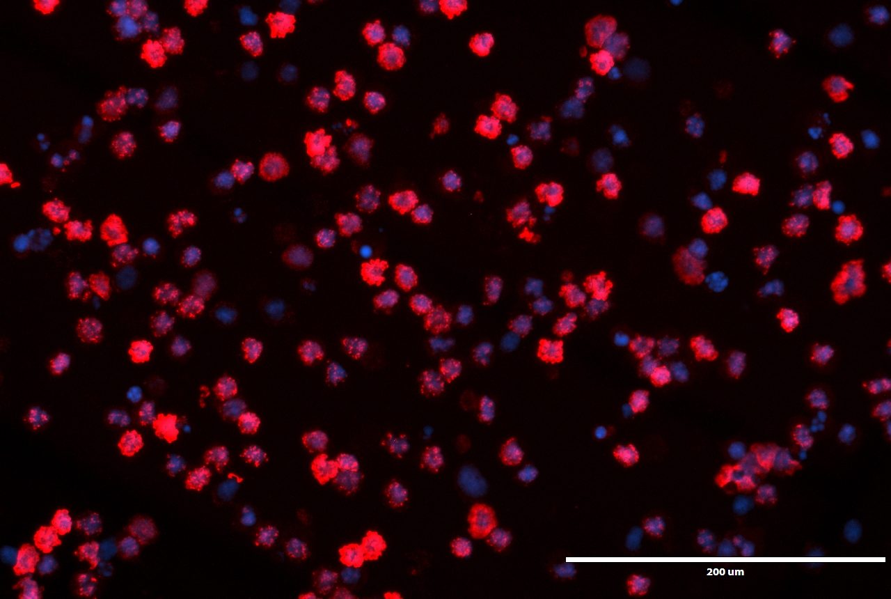 cells under a microscope