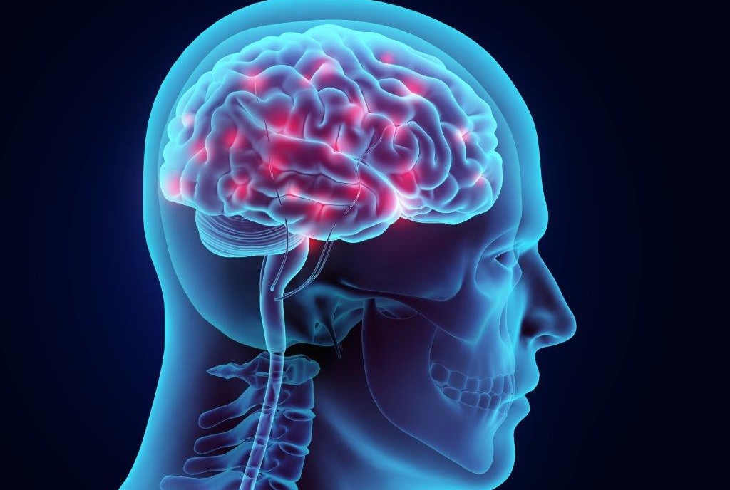 illustration of a brain
